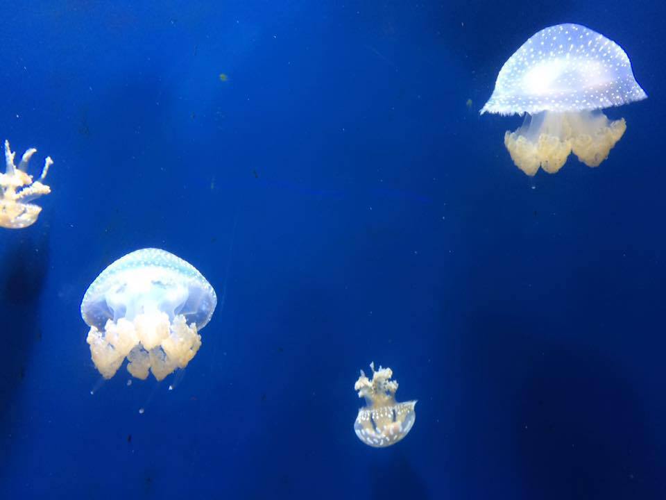 jellyfish, calm, grateful, gratitude