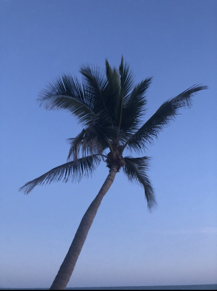 palm tree, relaxation, self-praise