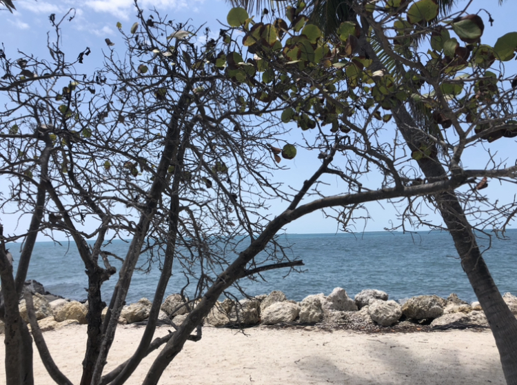 beach, trees, rocks, you are enough, calm