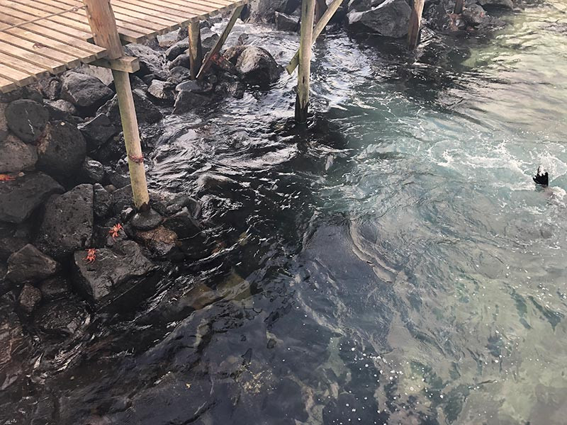 crabs and seal in water near dock soothing, relaxing, self-care, wellness image.