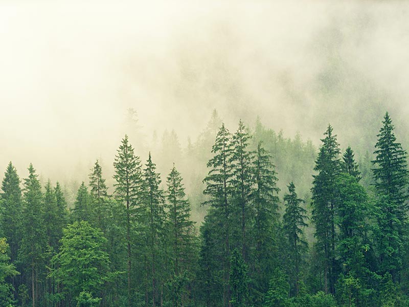 Trees in the mist of self discovery and reflection that women leaders do in therapy.